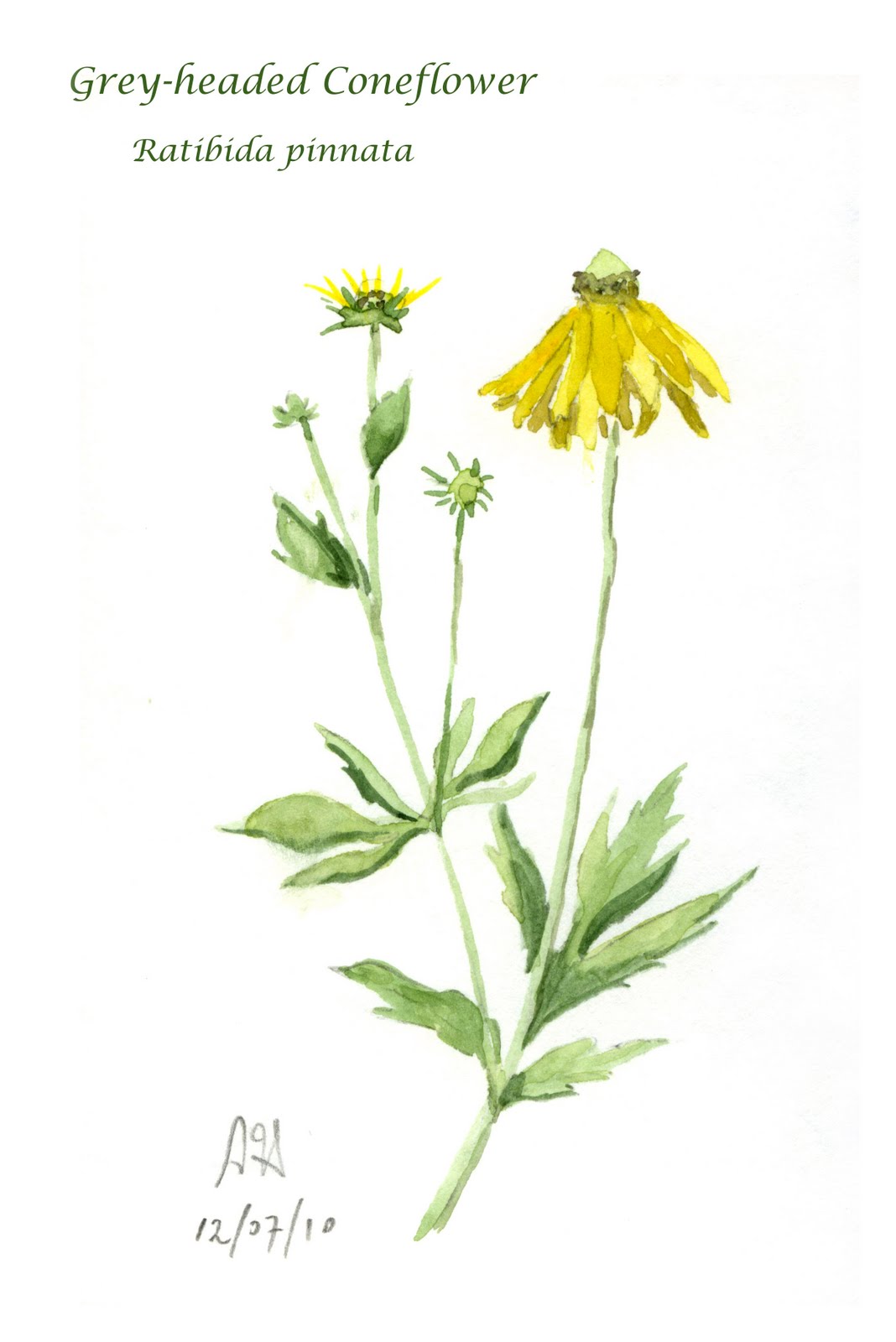 1068x1600 Sketching In Nature The Grey Headed Coneflower - Coneflower Sketch