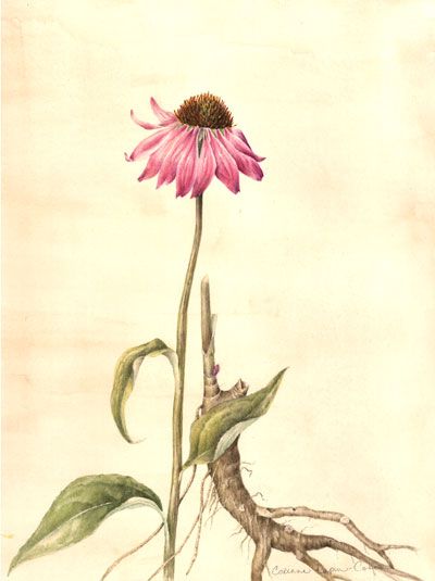 400x535 Tattoo Idea Botanical Drawing Of Purple Coneflower, Aka Echinacea - Coneflower Sketch