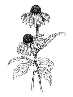 236x316 Cone Flower Sketch - Coneflower Sketch