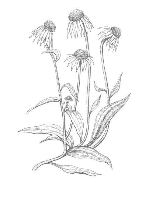 513x650 Echinacea By Cynth - Coneflower Sketch