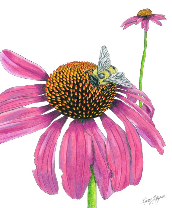 Coneflower Sketch at PaintingValley.com | Explore collection of ...