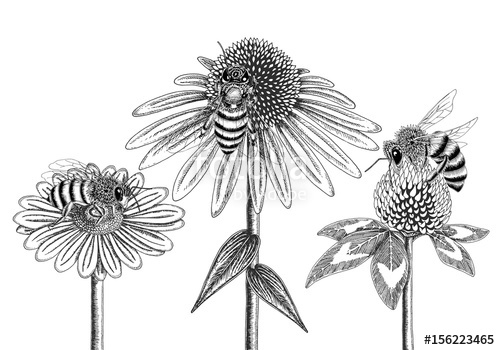 500x350 Bees On Honey Flowers Sketched In Black And White Vector - Coneflower Sketch