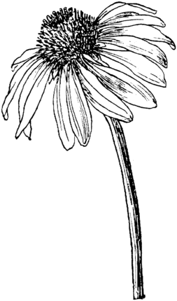 253x430 Click To See Printable Version Of Echinacea Purpurea Or Purple - Coneflower Sketch