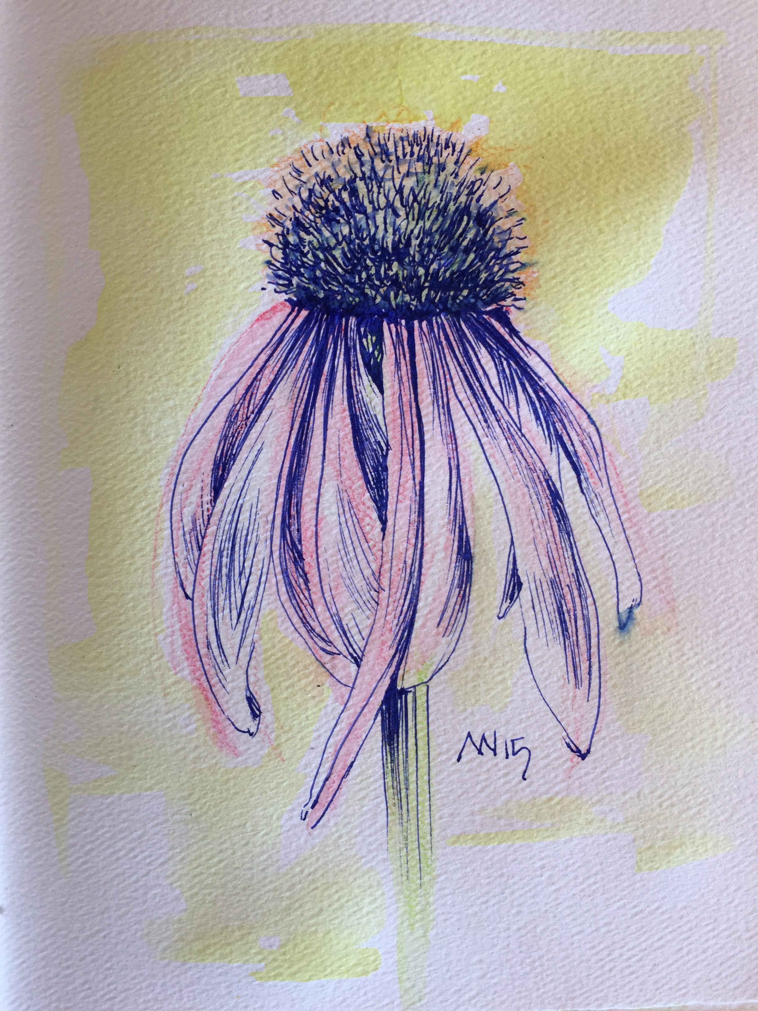 Coneflower Sketch at Explore collection of