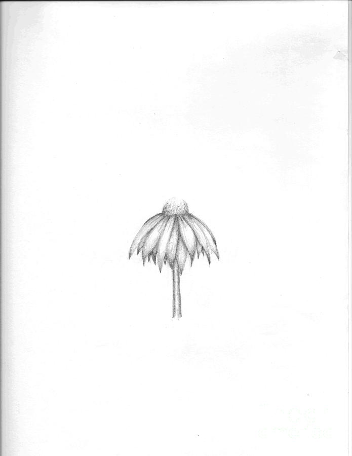 695x900 Coneflower Drawing By Rebecca Christine Cardenas - Coneflower Sketch