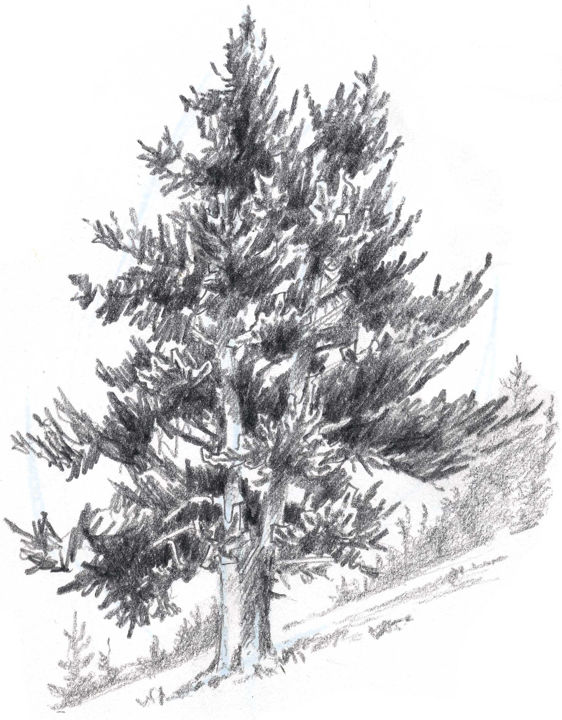 1792x2296 How To Draw Trees Conifers - Conifer Sketch
