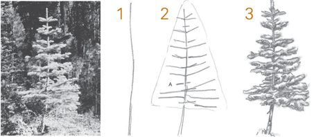 450x198 How To Draw Trees Conifers By Landscape Drawing Artist Claudia Nice - Conifer Sketch