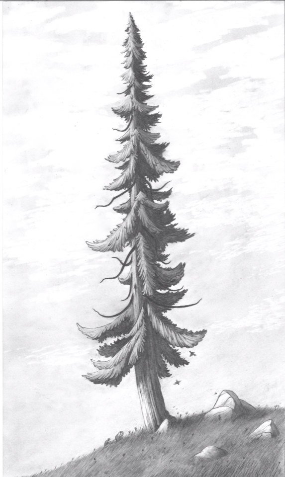 Conifer Sketch at PaintingValley.com | Explore collection of Conifer Sketch