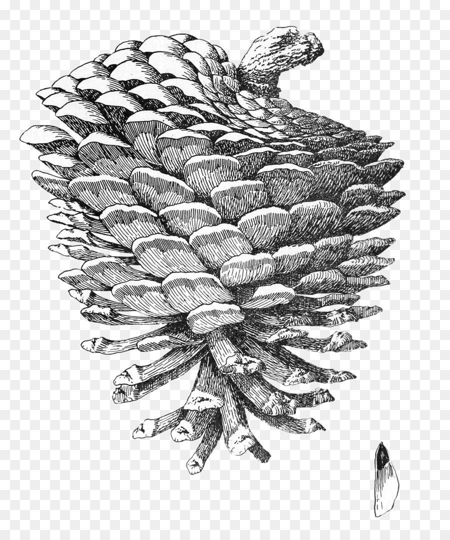 900x1080 Pine Drawing Clip Art - Conifer Sketch