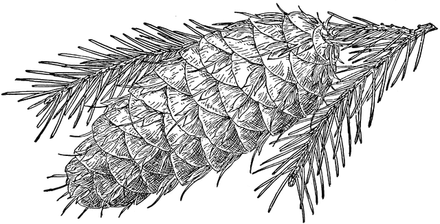 640x326 Pinecone Clipart Conifer ~ Frames ~ Illustrations ~ Hd Images - Conifer Sketch