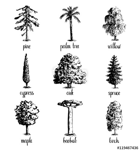 465x500 Set Of Hand Drawn Tree Sketches - Conifer Sketch