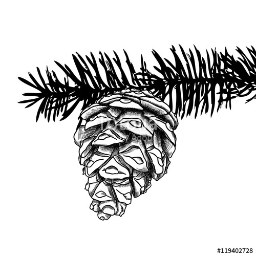 500x500 Sketch Hand Drawing Pine Cone On Tree Branch With Needles On White - Conifer Sketch