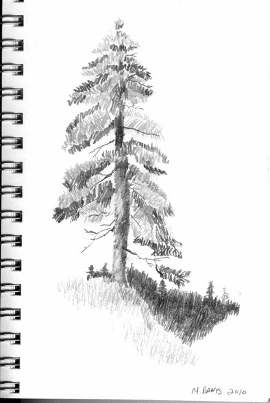394x588 Sketch Of A Conifer Michael Banys Artwork - Conifer Sketch