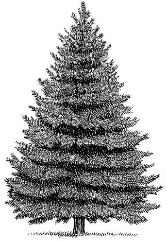 344x498 Stumped Over Super Easy Step By Step Instructions To Draw Trees - Conifer Sketch