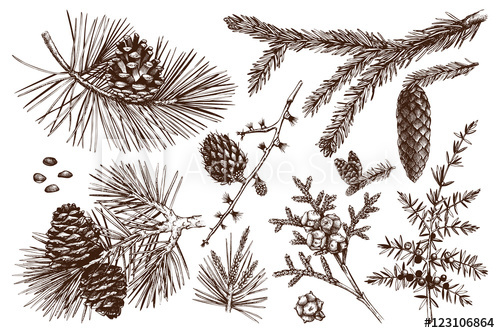 500x333 Vector Collection Of Conifers Illustration. Vintage Evergreen - Conifer Sketch