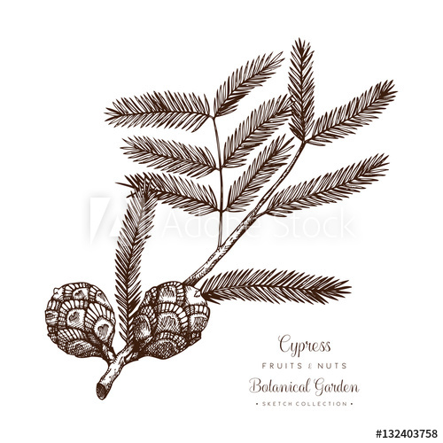 500x500 Vintage Cypress Illustration. Hand Drawn Tree Sketch On White - Conifer Sketch