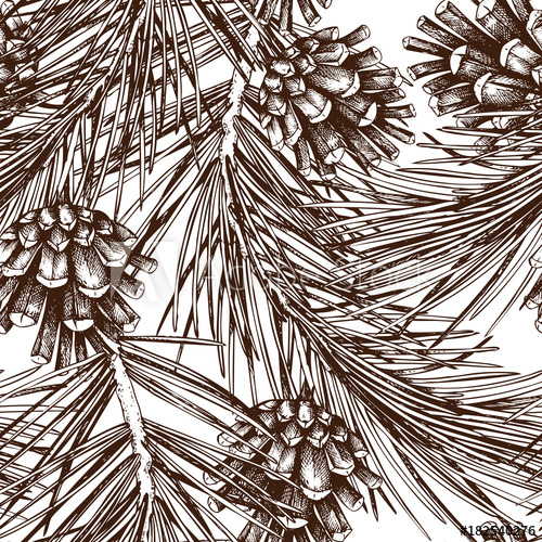 500x500 Vintage Pine Tree Illustration. Hand Drawn Conifer Sketch With - Conifer Sketch