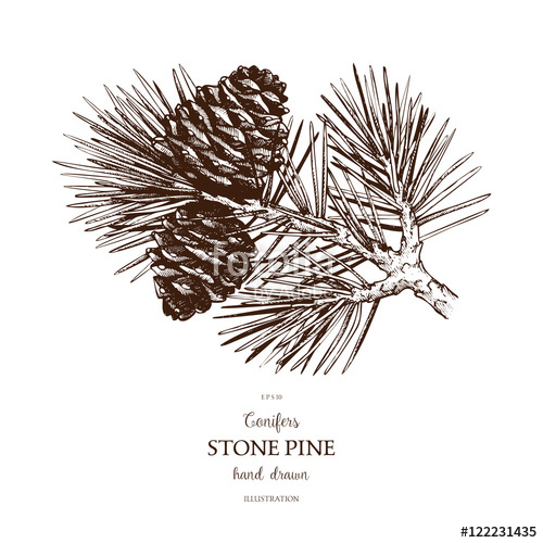 500x500 Vintage Stone Pine Illustration. Hand Drawn Cedar Sketch On White - Conifer Sketch