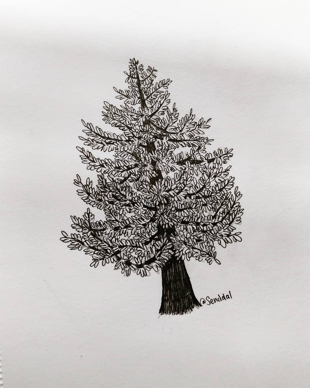 Conifer Sketch at PaintingValley.com | Explore collection of Conifer Sketch