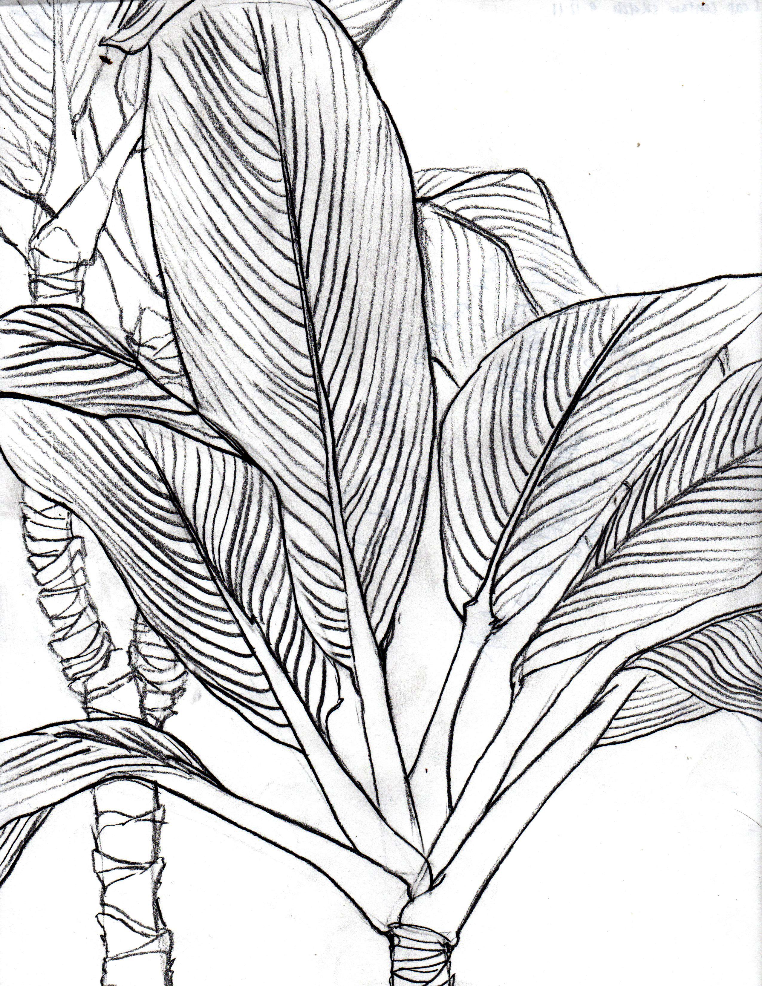 2550x3300 Ti Leaf (Contour Line Drawing) Jesse Talks - Contour Line Sketch