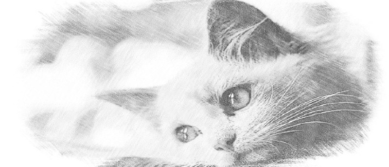 Convert Photo To Pencil Sketch Online Free at PaintingValley.com