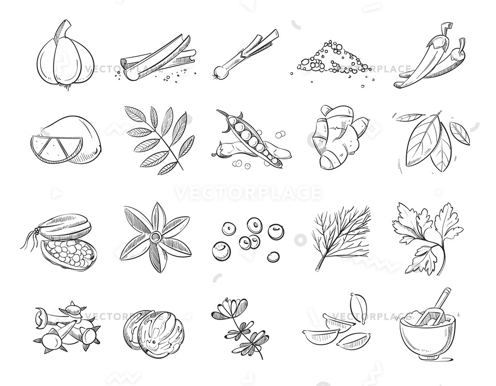 1000x778 Doodle Spices Herbs Hand Drawn Set Vector Illustration 8381 - Cooking Sketch