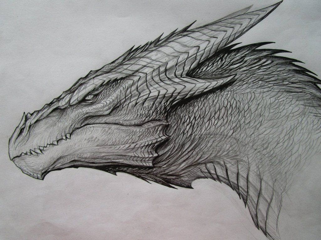 Cool Dragon Sketches At Paintingvalley Com Explore Collection Of Cool Dragon Sketches