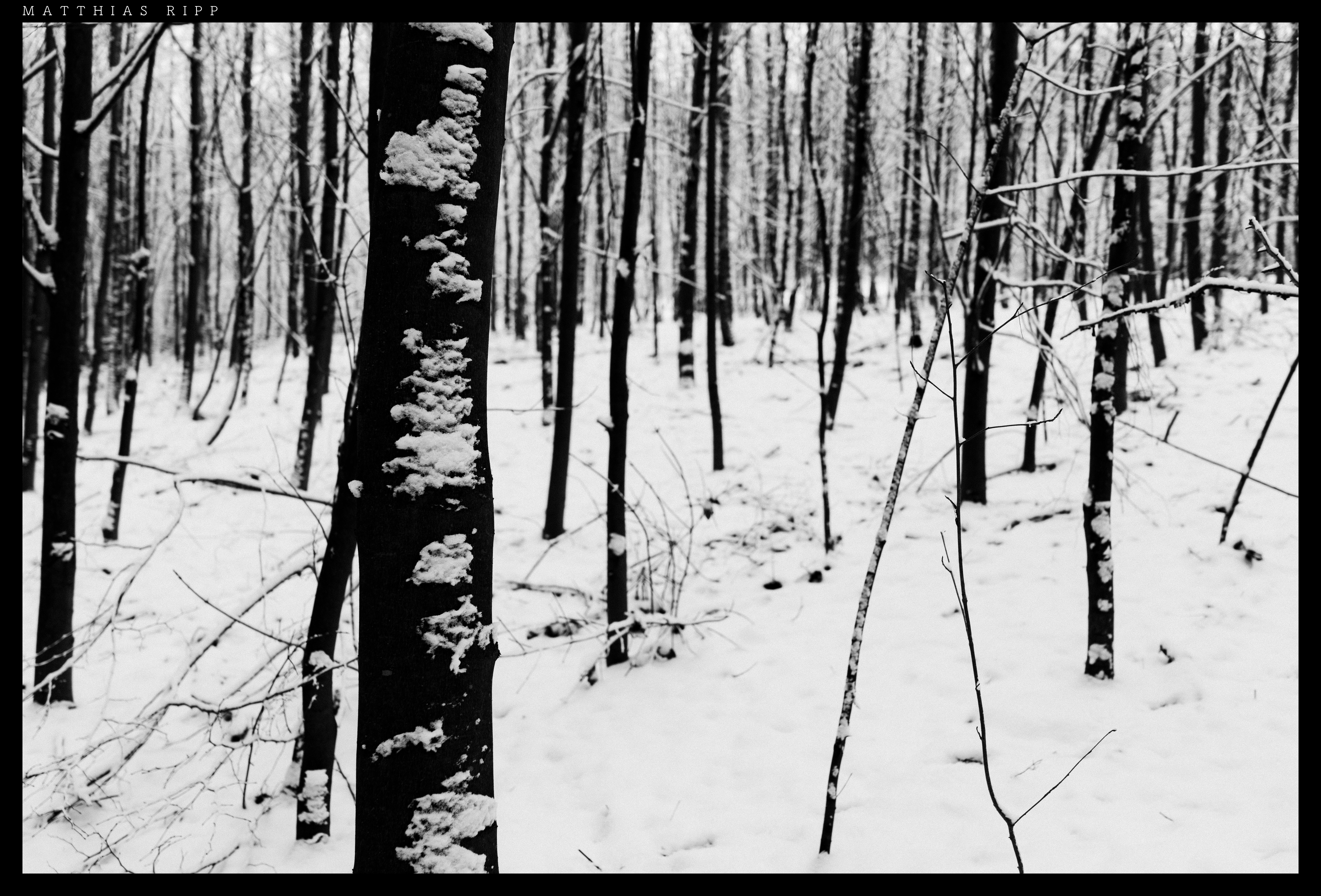 8232x5584 Free Images Tree, Forest, Branch, Snow, Winter, Abstract, Black - Cool Tree Sketches