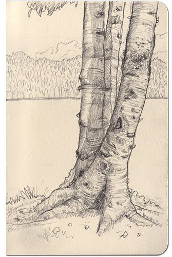 335x500 How Can I Draw Such Amazing Tree Bark I Want To Learn. Drawing - Cool Tree Sketches