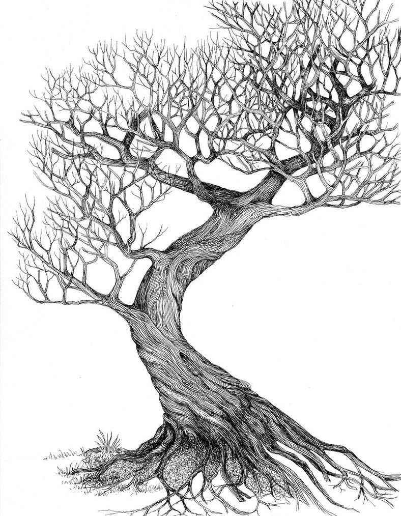788x1014 Line Drawing Leaves Twisting Tree By Ellfi - Cool Tree Sketches