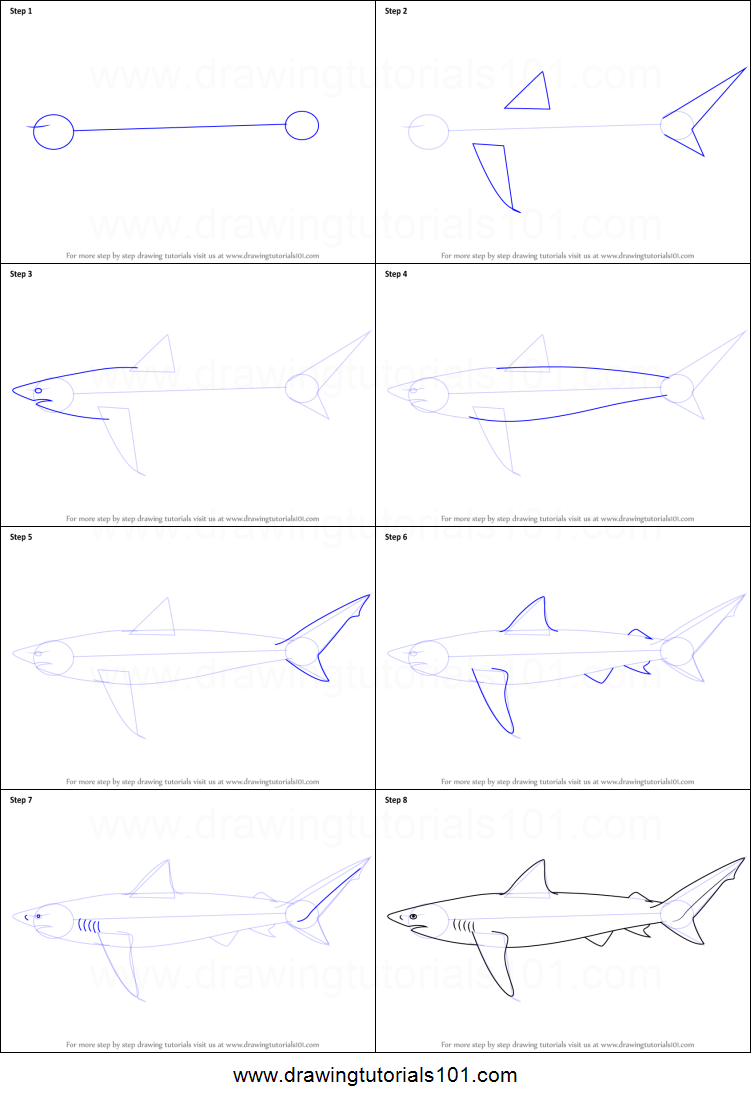 751x1103 How To Draw A Copper Shark Printable Step By Step Drawing Sheet - Copper Sketch