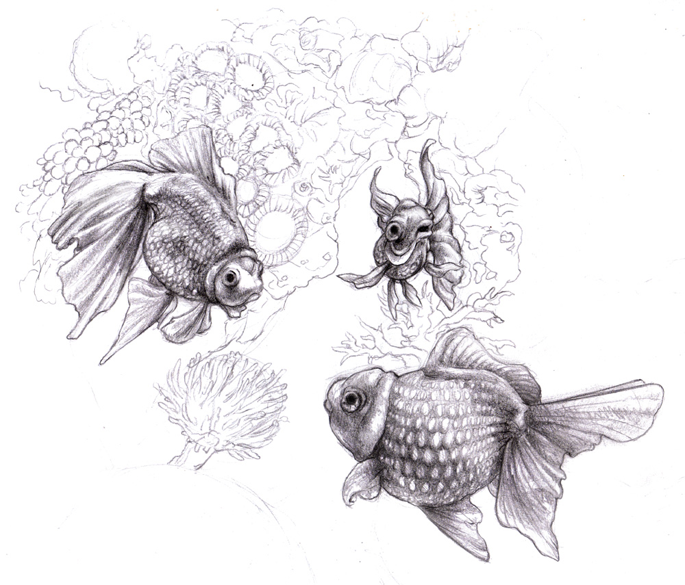 1000x855 Magellin . Blog Coral Reef And Fish Drawing - Coral Reef Sketch