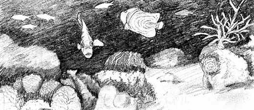 520x226 Panoramic Animation - Coral Reef Sketch