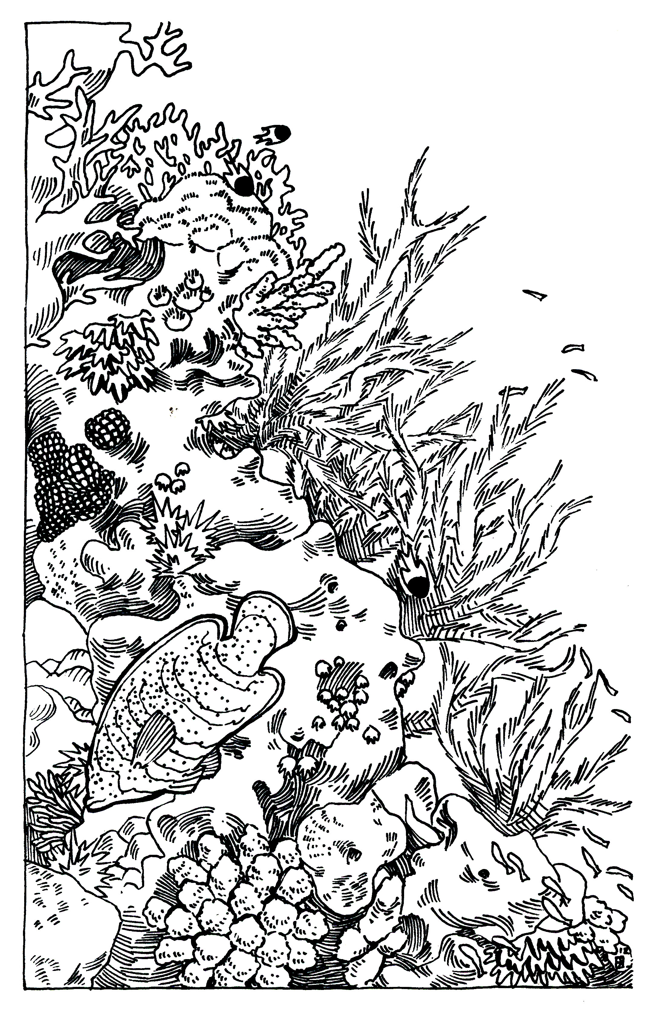 2144x3337 Simple Coral Reef Drawing Sketch Picture Picturesque Fiscalreform...