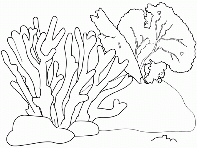 640x480 Drawn Coral Reef Sketch 3 - Coral Sketch