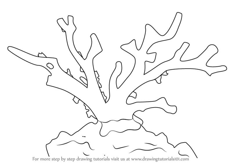 800x566 Learn How To Draw A Red Coral (Corals) Step By Step Drawing - Coral Sketch