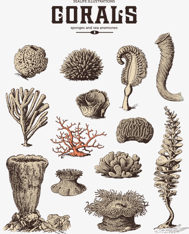 650x807 Vector Sketch Coral, Sketch Coral, Coral, Cartoon Coral Png And - Coral Sketch