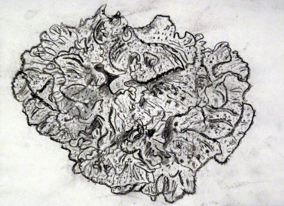 950x687 Coral Sketch Drawing Art Prints And Posters By Nica Breeze - Coral Sketch