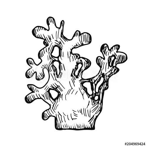 500x500 Coral Sketch Isolated. Hand Drawing - Coral Sketch