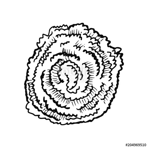 500x500 Coral Sketch Isolated. Hand Drawing Plant Vector. Stock Image And - Coral Sketch