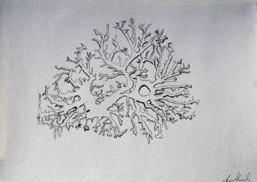 375x265 Coral Drawing By Clara Almada Saatchi Art - Coral Sketch