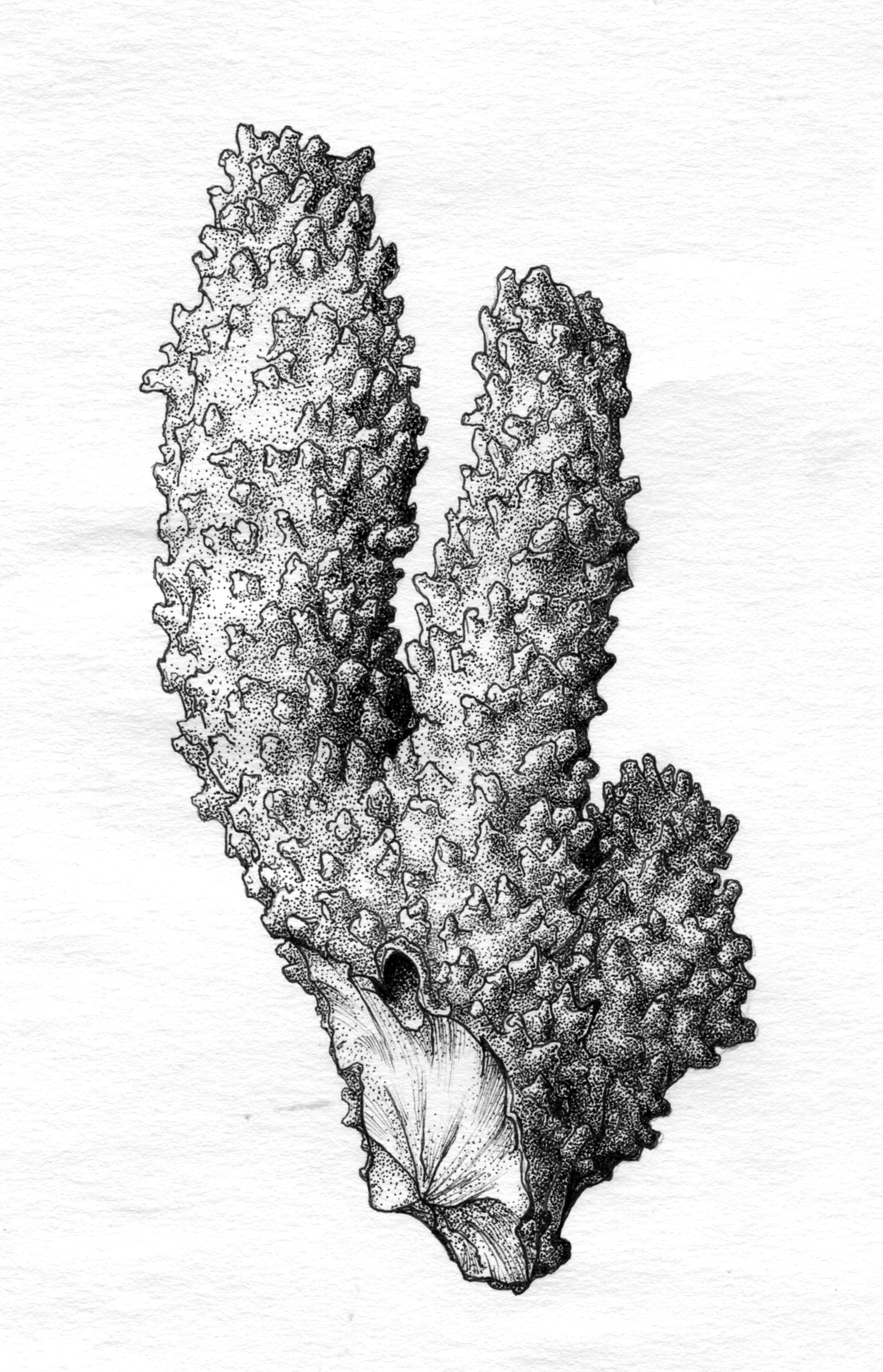 1776x2760 Coral Sketch - Coral Sketch