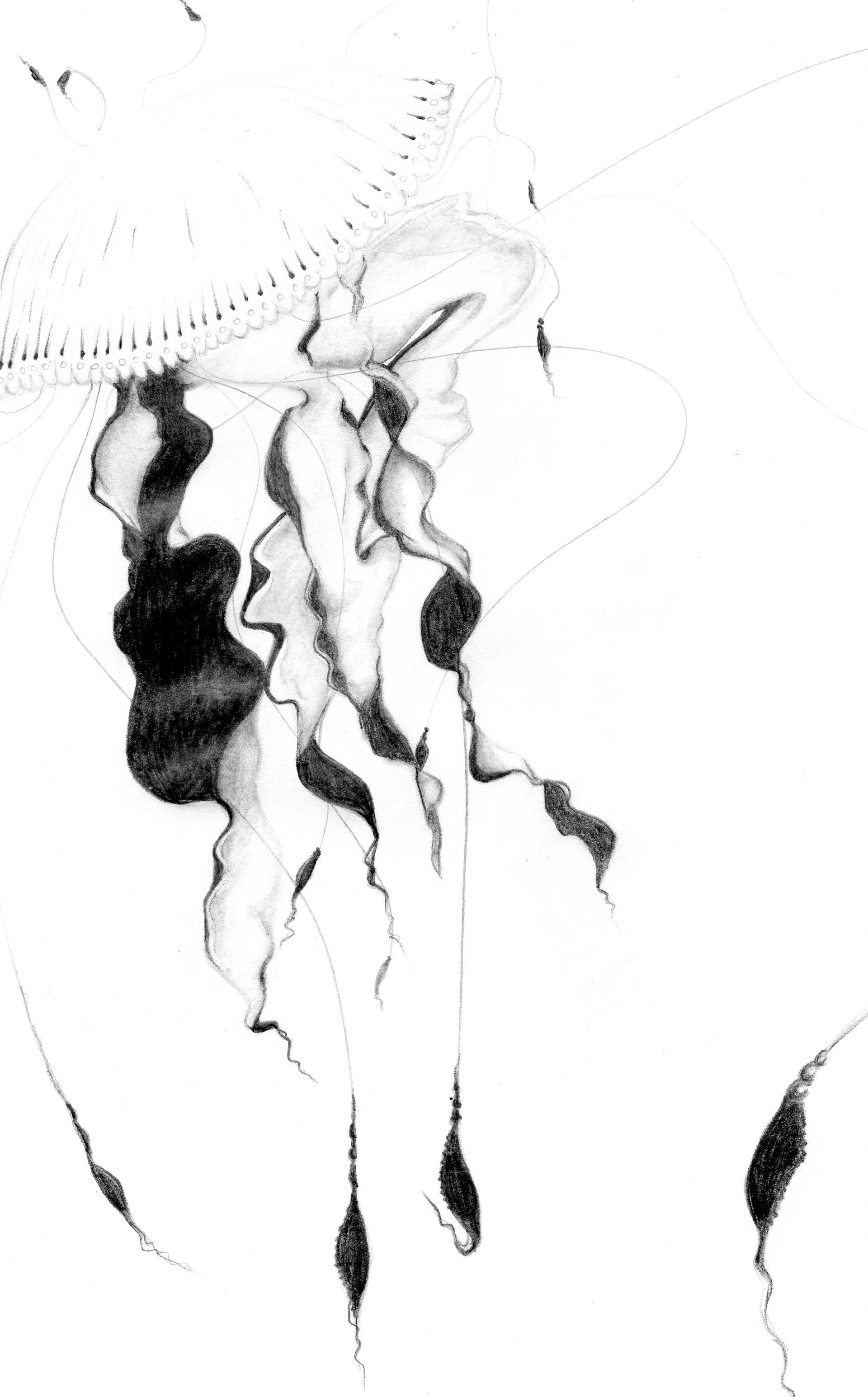 1920x3090 Jellyfish Sketch. Going To Make A Final In Corel Painter Here Soon - Corel Sketch