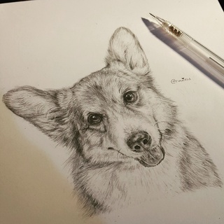 320x320 Corgi - Corgi Sketch