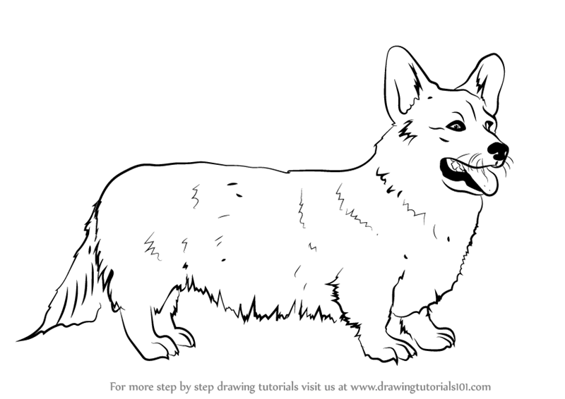 800x566 Learn How To Draw A Welsh Corgi (Dogs) Step By Step Drawing - Corgi Sketch