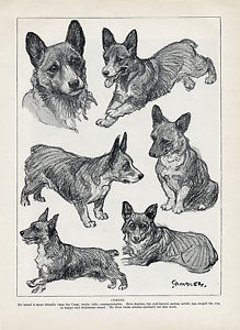 219x300 Welsh Corgi Sketch Studies By C Ambler Old Original Dog Print - Corgi Sketch