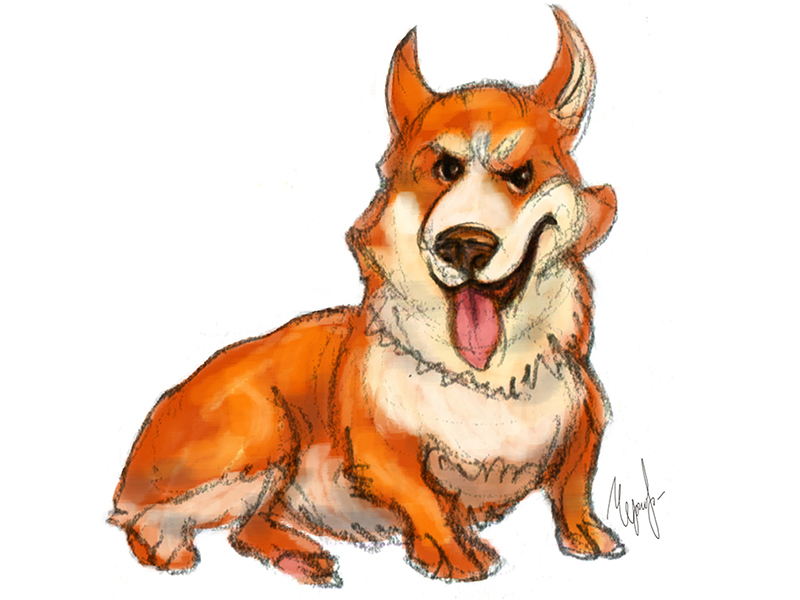 800x600 Welsh Corgi Sketch By Natalya Chernobryvets - Corgi Sketch