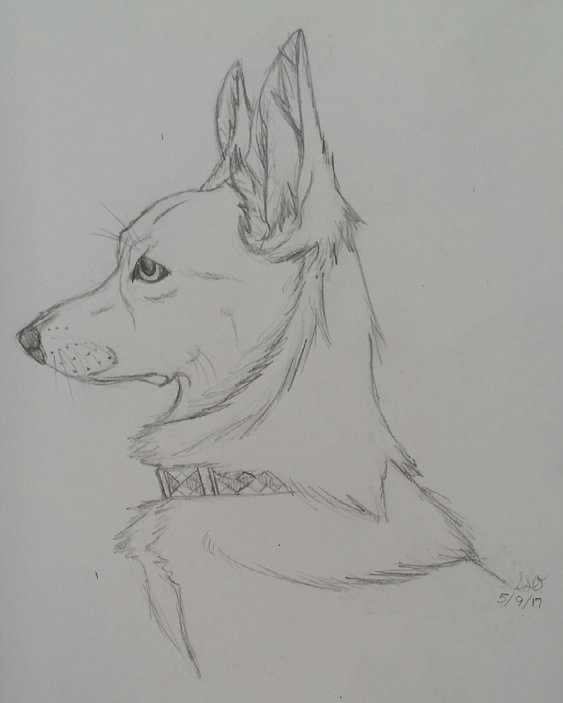 820x1024 Corgi Sketch On Behance - Corgi Sketch