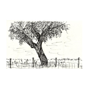 300x300 Cork Oak Drawing By Chani Demuijlder - Cork Sketch