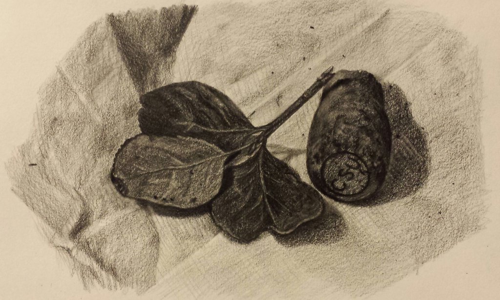 1024x615 Leaf And Cork Sketch By Ccchronicles - Cork Sketch